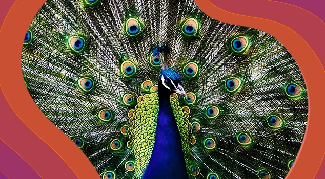 Ejemplo visual de fractales naturales propuestos por Mandelbrot